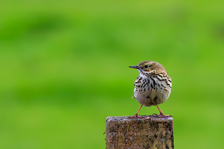 Anthus pratensis meadow pipit